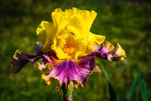 iris  yellow magenta  flower