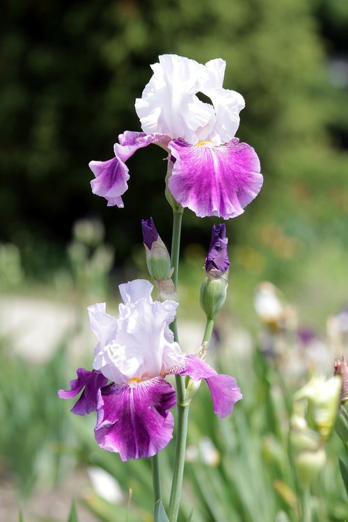 iris  flower  handsomely