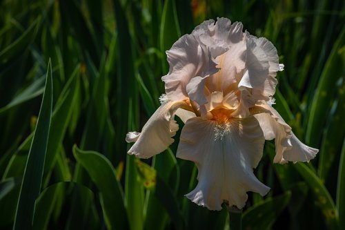 iris  coconut color  flower