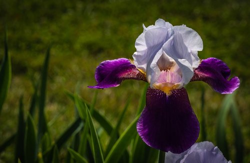 iris  white eggplant color  flower