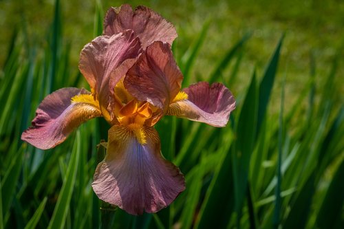 iris  rouge  flower