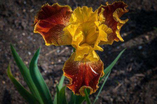 iris  yellow berry  flower