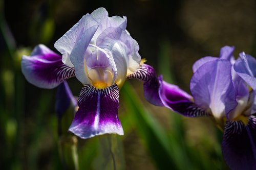 iris  white violet  flower