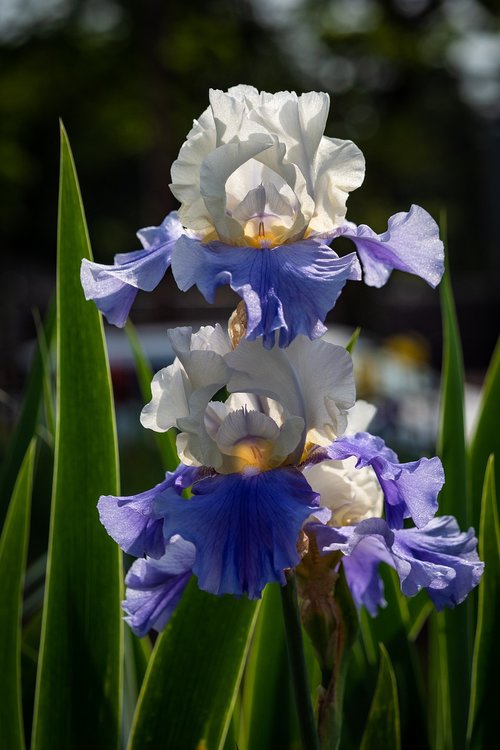 iris  white blue  flower