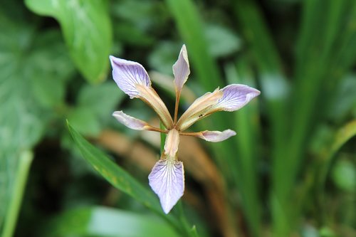 iris  iris wild  purple iris