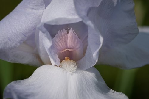 iris  white  closeup