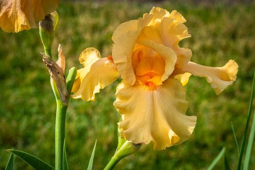 iris  honey color  flower