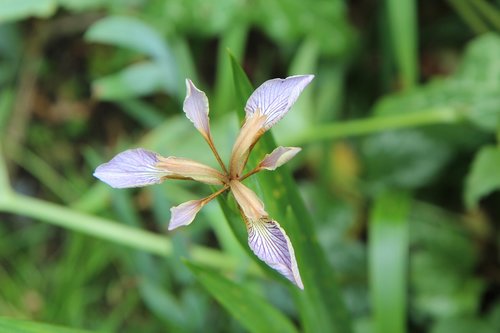 iris  iris wild  iris foetid