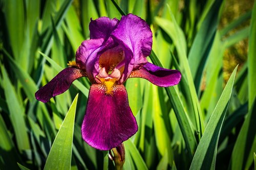 iris  violet boysenberry  velvet