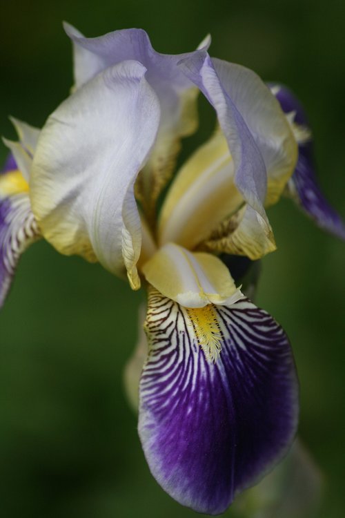 iris  blossom  bloom