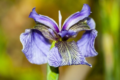 iris  iris pallida  flower