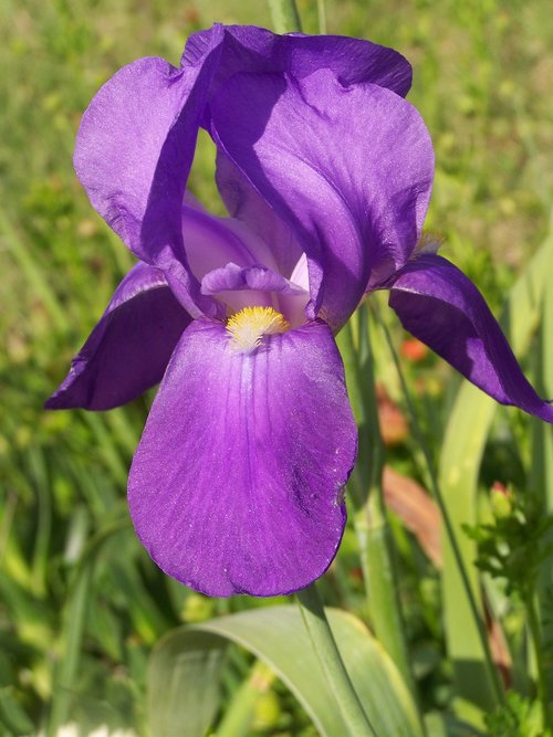 iris  bloom  purple