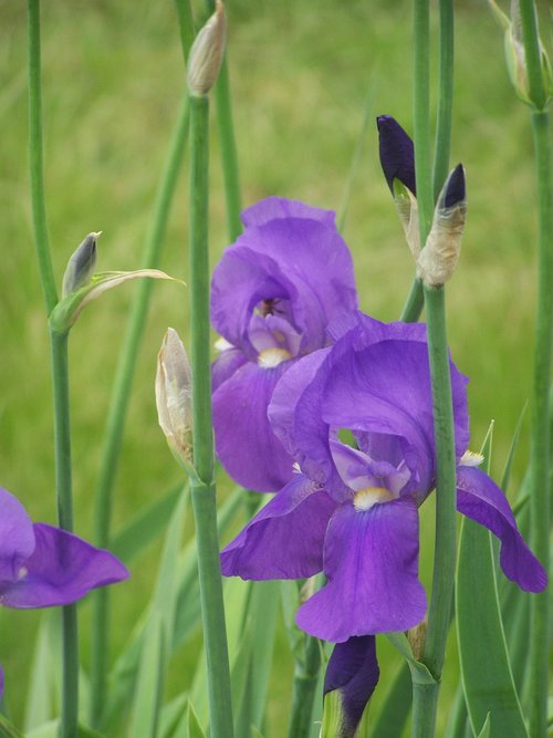 iris  flower  bloom