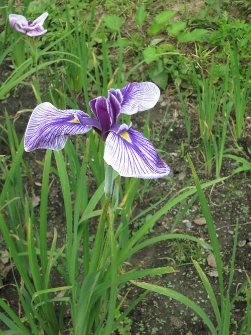 iris  garden  flower