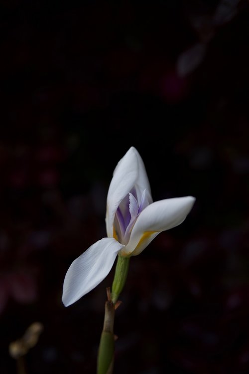 iris  white  purple