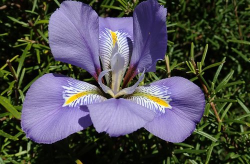 iris  winter  flower