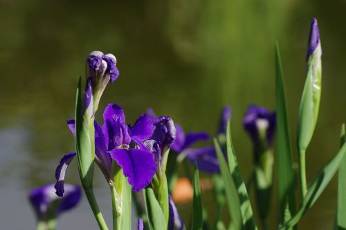 iris blue flowers