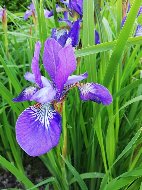 iris  a flower garden  season