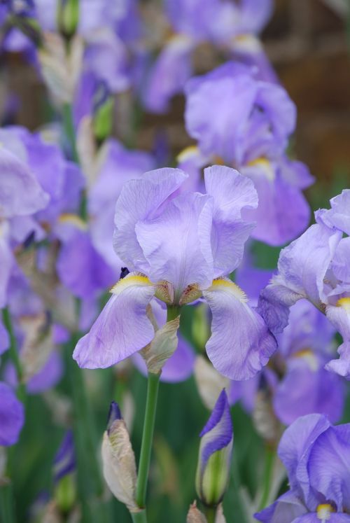 iris plant flower