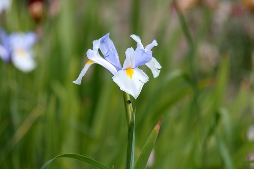 iris  blue iris  blue