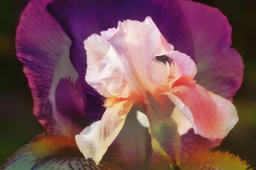 iris  schwertliliengewaechs  pink