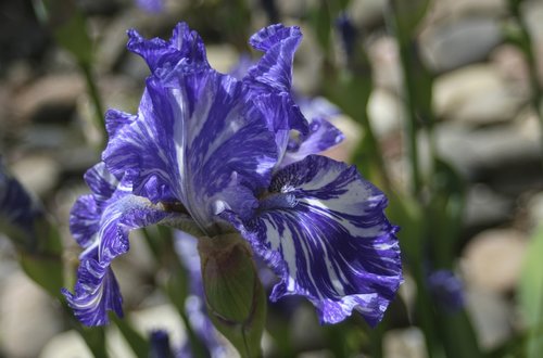 iris  purple  white