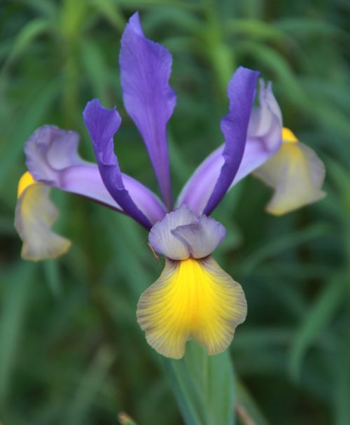 iris flower garden