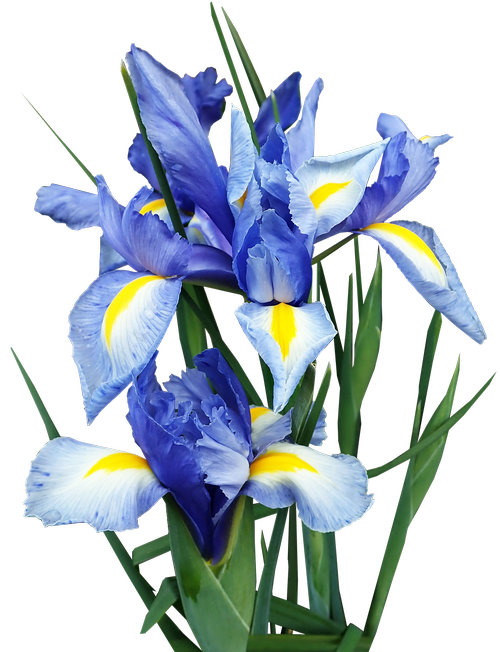 iris  dutch  blue