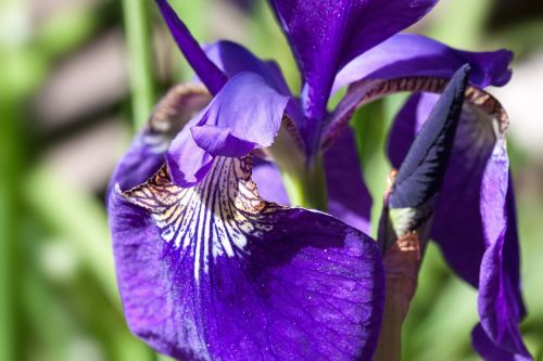 iris iris pseudacorus purple iris