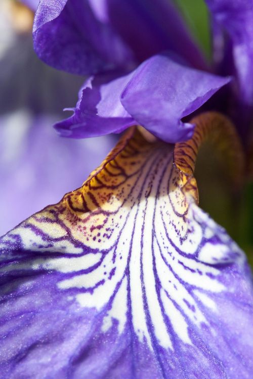iris iris pseudacorus purple iris