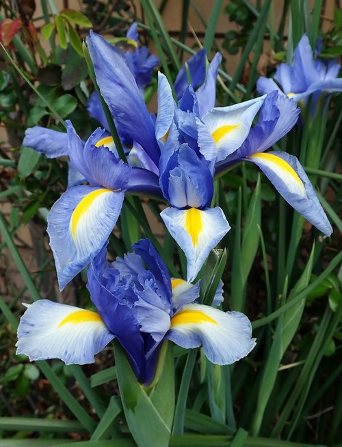 iris  blue  dutch