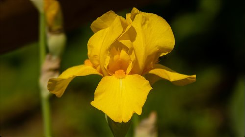 iris  flower  macro