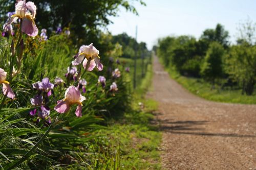 iris floral country road