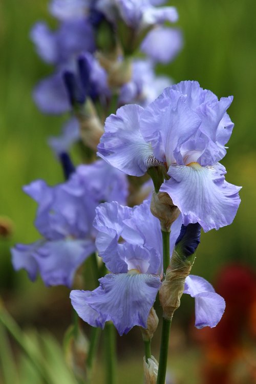 iris  flower  garden flowers