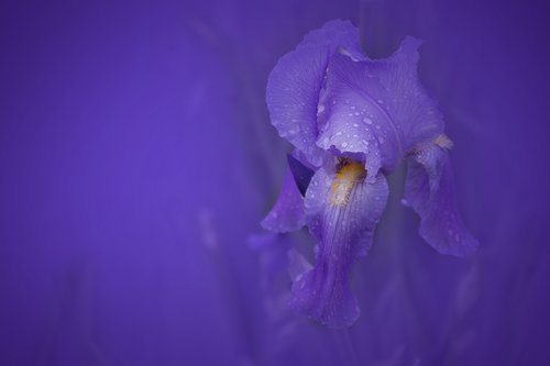 iris  flower  nature