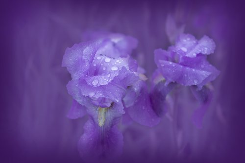 iris  violet  plant