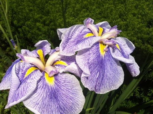 iris flower purple