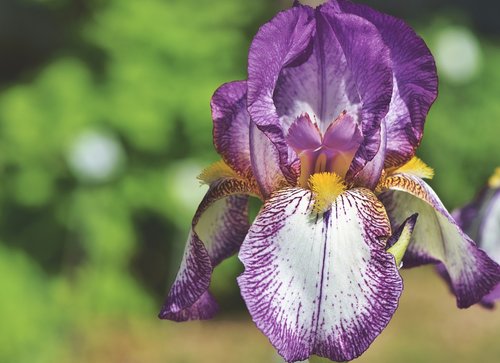 iris  iridaceae  purple