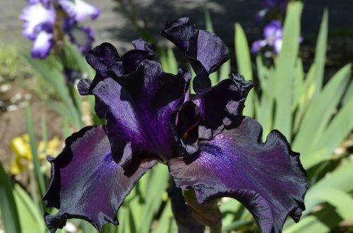 iris flower violet