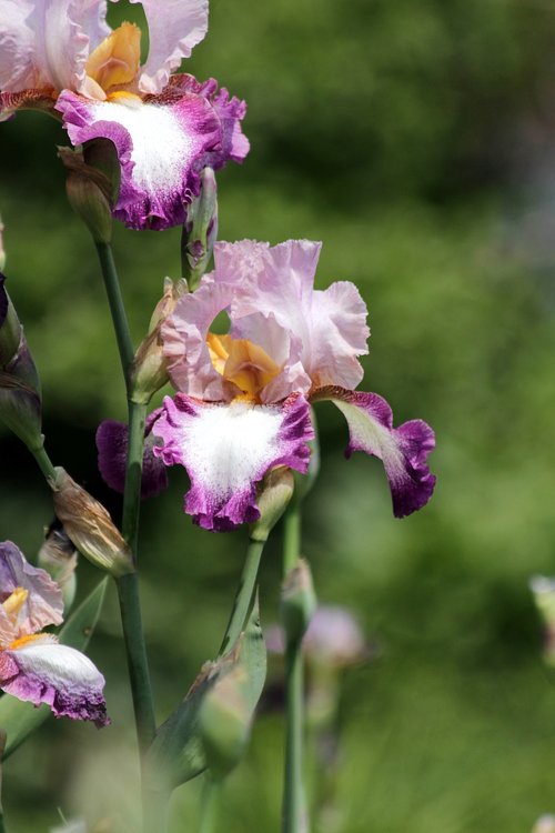 iris  flower  spring flower