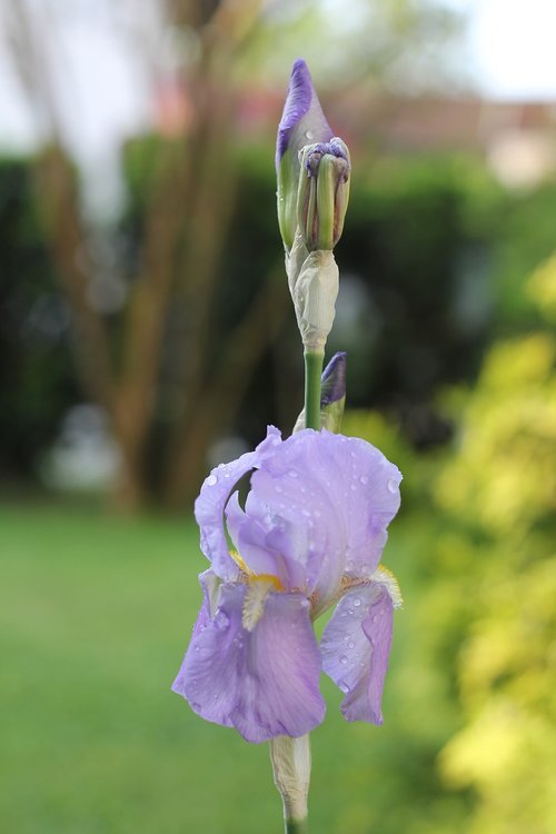 iris  flower  pistil