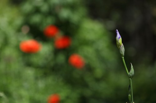 iris  flower  bloom