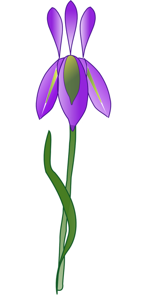 iris flower purple