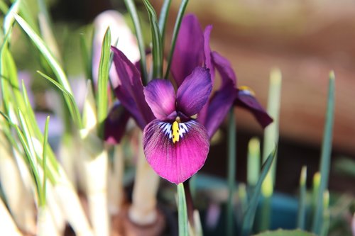 iris  iris purple  flowering