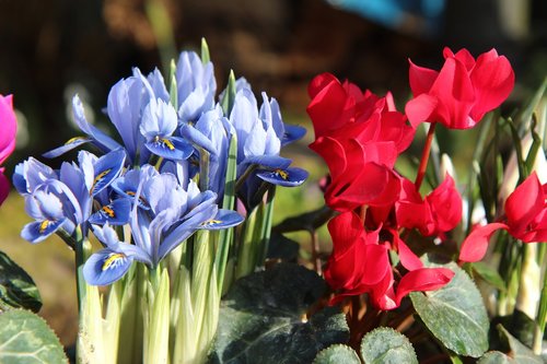 iris  iris blue  bulb