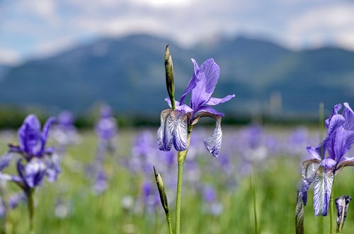 iris  flowers  nature