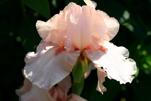 iris  flower  close up