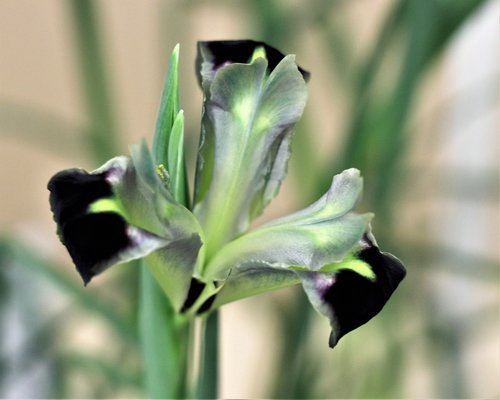 iris  spring  green