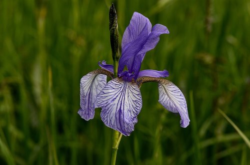 iris  lily  blossom