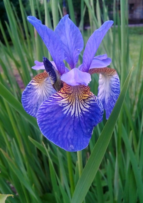 iris  flower  grass